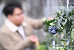 CHINA-BEIJING-PINGGU-ARANDANOS