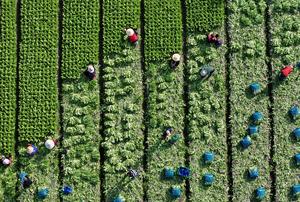 CHINA-AGRICULTURA-TRABAJO