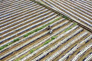 CHINA-AGRICULTURA-TRABAJO