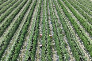 CHINA-HAINAN-DING'AN-INDUSTRIA DEL TOMATE CHERRY