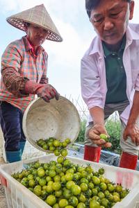 CHINA-HAINAN-DING'AN-INDUSTRIA DEL TOMATE CHERRY