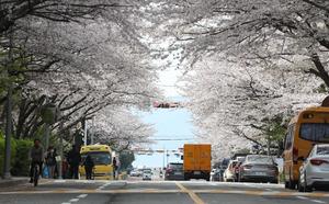 REPUBLICA DE COREA-BUSAN-PRIMAVERA-PAISAJE
