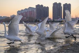 CHINA-LIAONING-CHAOYANG-CISNES