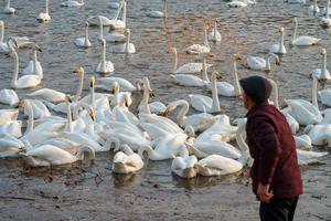 CHINA-LIAONING-CHAOYANG-CISNES