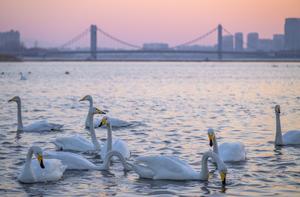 CHINA-LIAONING-CHAOYANG-CISNES