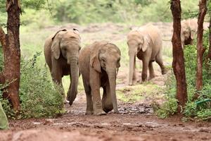 KENIA-NAIROBI-ORFANATO DE ELEFANTES