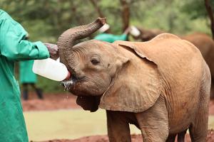 KENIA-NAIROBI-ORFANATO DE ELEFANTES