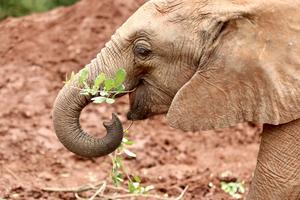 KENIA-NAIROBI-ORFANATO DE ELEFANTES