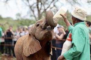 KENIA-NAIROBI-ORFANATO DE ELEFANTES