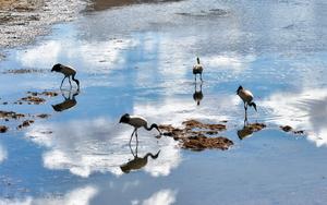 CHINA-SICHUAN-GRULLAS