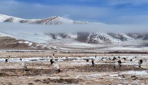 CHINA-SICHUAN-GRULLAS
