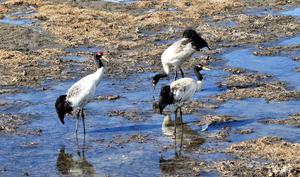 CHINA-SICHUAN-GRULLAS