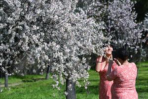 ESPAÑA-MADRID-ALMENDRO-FLOR