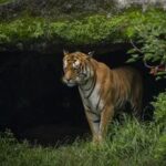 NEPAL-LALITPUR-DIA INTERNACIONAL DEL TIGRE