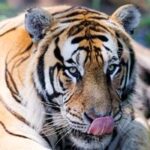CHINA-HEILONGJIANG-HARBIN-DIA INTERNACIONAL DEL TIGRE
