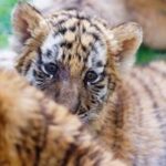 CHINA-HEILONGJIANG-HARBIN-DIA INTERNACIONAL DEL TIGRE