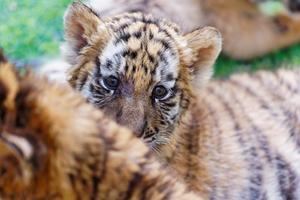 CHINA-HEILONGJIANG-HARBIN-DIA INTERNACIONAL DEL TIGRE