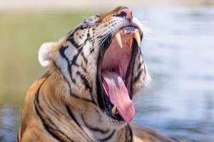 CHINA-HEILONGJIANG-HARBIN-DIA INTERNACIONAL DEL TIGRE
