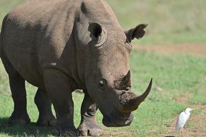 KENIA-PARQUE NACIONAL DE NAIROBI-ANIMALES