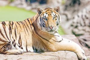 CHINA-HEILONGJIANG-HARBIN-DIA INTERNACIONAL DEL TIGRE