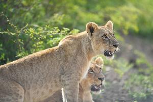 KENIA-PARQUE NACIONAL DE NAIROBI-ANIMALES