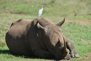 KENIA-PARQUE NACIONAL DE NAIROBI-ANIMALES