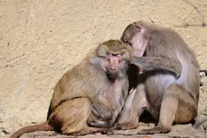 POLONIA-VARSOVIA-ZOOLOGICO-ANIMALES