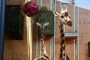 POLONIA-VARSOVIA-ZOOLOGICO-ANIMALES