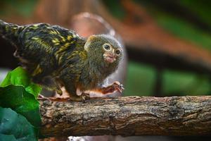 POLONIA-VARSOVIA-ZOOLOGICO-ANIMALES