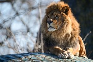 POLONIA-VARSOVIA-ZOOLOGICO-ANIMALES