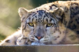 POLONIA-VARSOVIA-ZOOLOGICO-ANIMALES