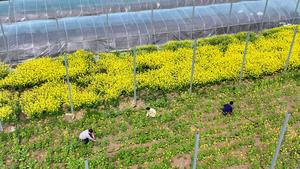 CHINA-PRIMAVERA-ARADO