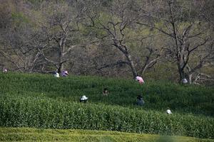 CHINA-ANHUI-XUANCHENG-MONTAÑA JINGTING-INDUSTRIA DEL TE-TURISMO
