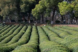 CHINA-ANHUI-XUANCHENG-MONTAÑA JINGTING-INDUSTRIA DEL TE-TURISMO