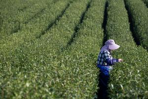 CHINA-ANHUI-XUANCHENG-MONTAÑA JINGTING-INDUSTRIA DEL TE-TURISMO