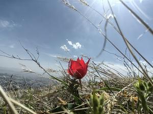 IRAN-TEHERAN-FLORES