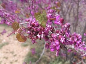 IRAN-TEHERAN-FLORES