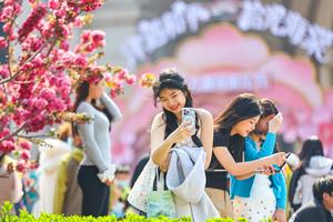 CHINA-TIANJIN-FLOR DE MANZANO SILVESTRE-TURISMO