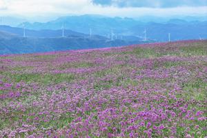 CHINA-GUIZHOU-BIJIE-CAMPO DE FLORES-TURISMO