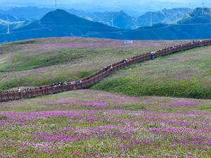 CHINA-GUIZHOU-BIJIE-CAMPO DE FLORES-TURISMO