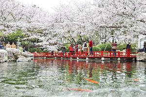 CHINA-FESTIVAL QINGMING-FERIADO-PAISAJE PRIMAVERAL