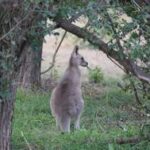 AUSTRALIA-CANBERRA-CANGUROS