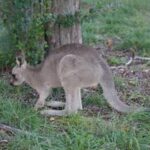 AUSTRALIA-CANBERRA-CANGUROS
