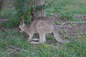AUSTRALIA-CANBERRA-CANGUROS