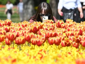 ITALIA-VERONA-PRIMAVERA-FLORES
