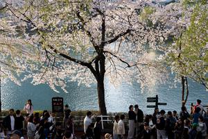 REPUBLICA DE COREA-SEUL-FLORES DE CEREZO