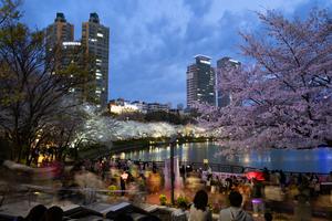 REPUBLICA DE COREA-SEUL-FLORES DE CEREZO