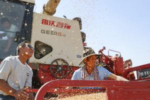 CHINA-HENAN-COSECHA DE TRIGO