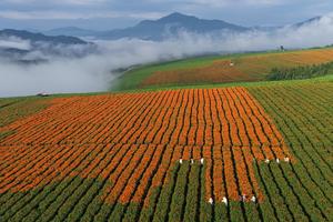 CHINA-AGRICULTURA-COSECHA