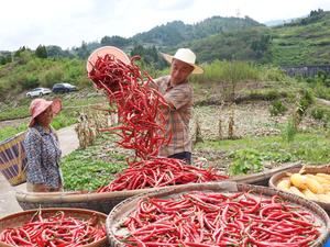 CHINA-AGRICULTURA-COSECHA
